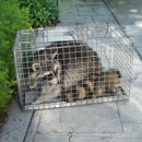 Wildlife Solutions - Animal Removal Services