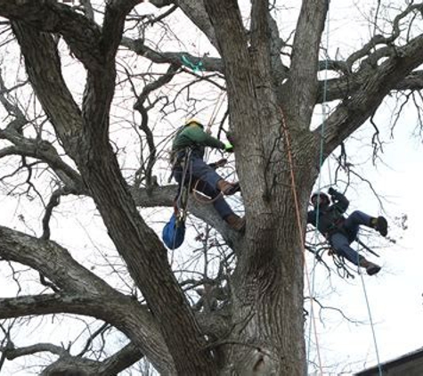 An-Affordable Tree Service LLC.. Safety first