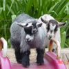 Amber Waves Pygmy Goats and Bearded Bantam Silkies gallery