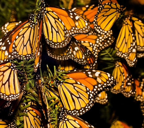 Butterfly Wonderland - Scottsdale, AZ