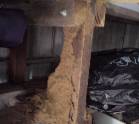 Action Pest Control - Carey Park, WA. Termite Pest Control