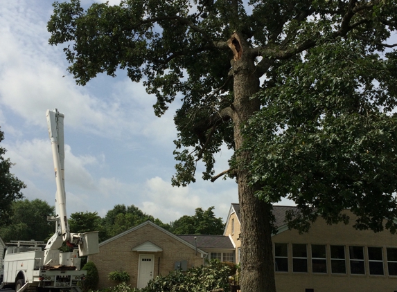 Sawyers Tree Service - Gleason, TN