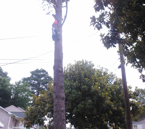 Real Tree Guys Tree Service