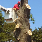 Timberwolf tree service