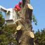 Timberwolf tree service