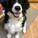 You Dirty Dog - Pet Stores