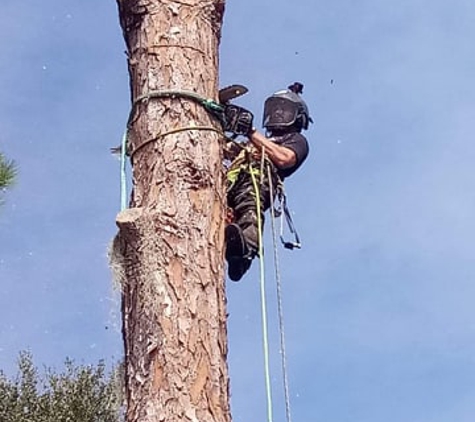 Kats Tree Service - Sorrento, FL