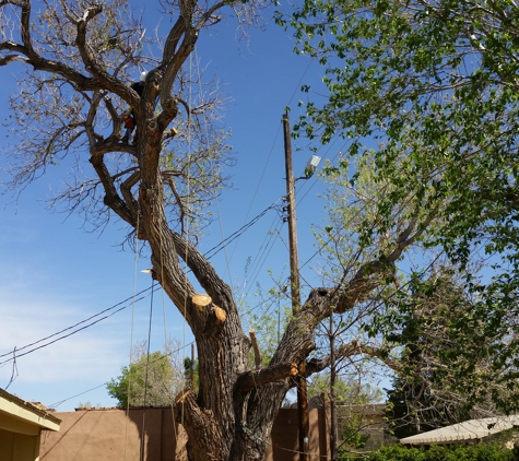 B&G Tree Trimming - Albuquerque, NM