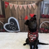 Playtime Pet Resort gallery
