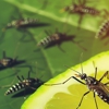 Green Pest Control gallery