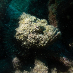 Fathom Five Divers - Koloa, HI