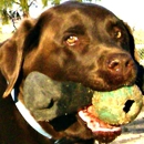 Austin Dog Whisperer - Dog Training
