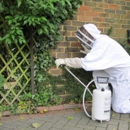 Bee and Wasp Removal - Bee Control & Removal Service