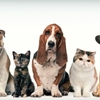 Pet Food, Holistic Pet Food Las Vegas gallery