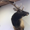 Wildlife Arts Taxidermy gallery