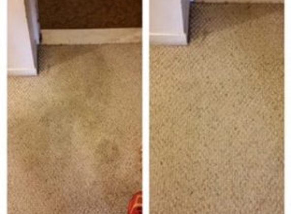 Citrusolution Carpet Cleaning - Arvada, CO