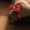Phe Phe's House of Hair Dog Grooming gallery