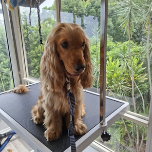 Scrub-A-Dub-Dub Dog & Cat Grooming - Rosemount, QLD