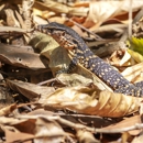 Nuisance Wildlife Removal - Pest Control Services