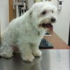 Banfield Pet Hospital gallery