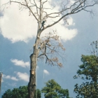 Tree Climbers Tree Service