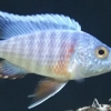 VegasValleyCichlids.com gallery