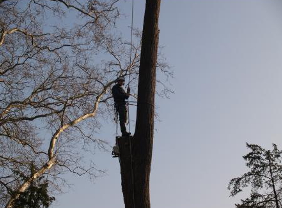 Arbpro Tree Specialists - Moonee Beach, NSW