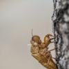Dunagin Pest Solutions gallery