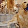Happy Golden Retriever Puppies gallery