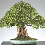 Gallery Image Number 3