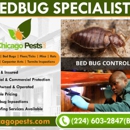 Chicago Pests - Termite Control