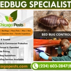 Chicago Pests