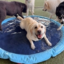 Olde Towne Pet Resort - Pet Services