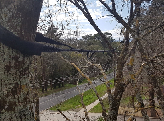 Global Arborist Australia - Port Melbourne, VIC