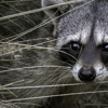 Denver Wildlife Control gallery