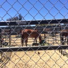 San Diego Animal Shelter