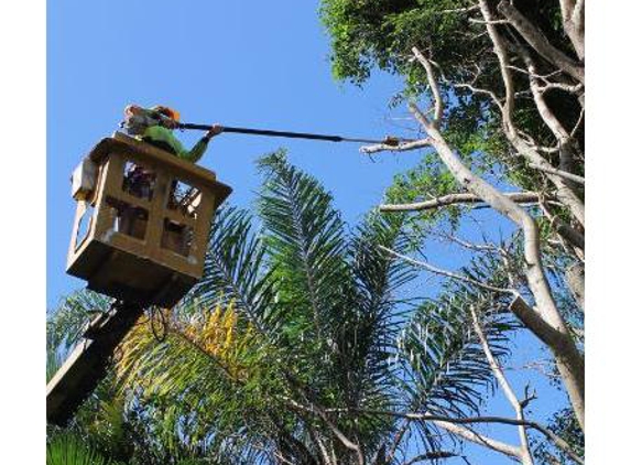 In To It Tree Lopping - Wynnum West, QLD