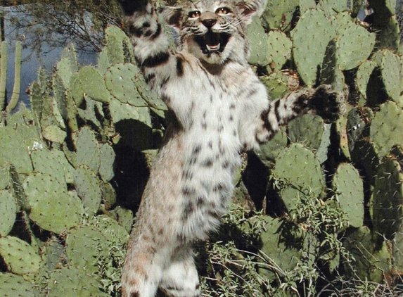 Tucson Taxidermy - Tucson, AZ