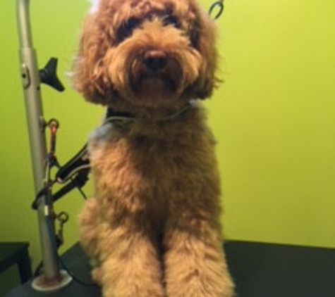 Grubby Puppy Dog Grooming - Highland Park, IL