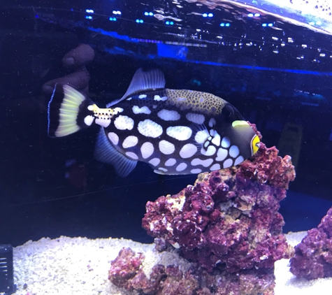 Aqua Life Aquarium Service - Rocklin, CA