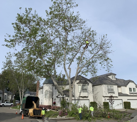 Premier Tree Experts - Orange, CA