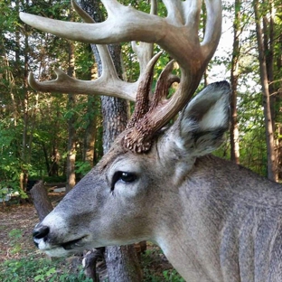 Darryl Shearon Taxidermy - Pleasant View, TN