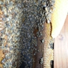 D-Tek Live Bee Removal gallery