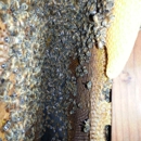 D-Tek Live Bee Removal - Bee Control & Removal Service