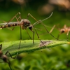 Gimson Pest Control gallery