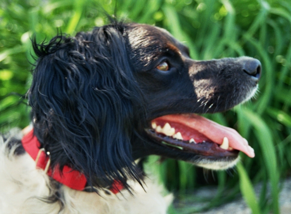 Kaos Kennels - New Prague, MN. Tucker LOVES Kaos!