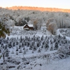 Cranston's Christmas Tree Farm gallery