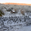 Cranston's Christmas Tree Farm - Christmas Trees