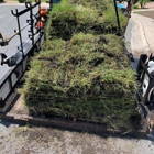 Council Growers Sod