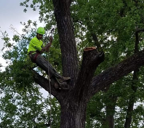 Triple N Tree Service Experts - Paragould, AR